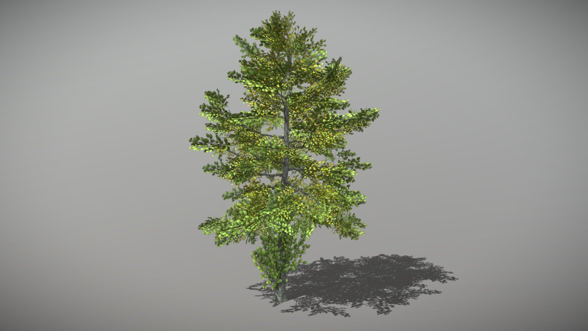 Beech 1 (Animated Tree) 3d model