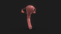 Female Reproductive System