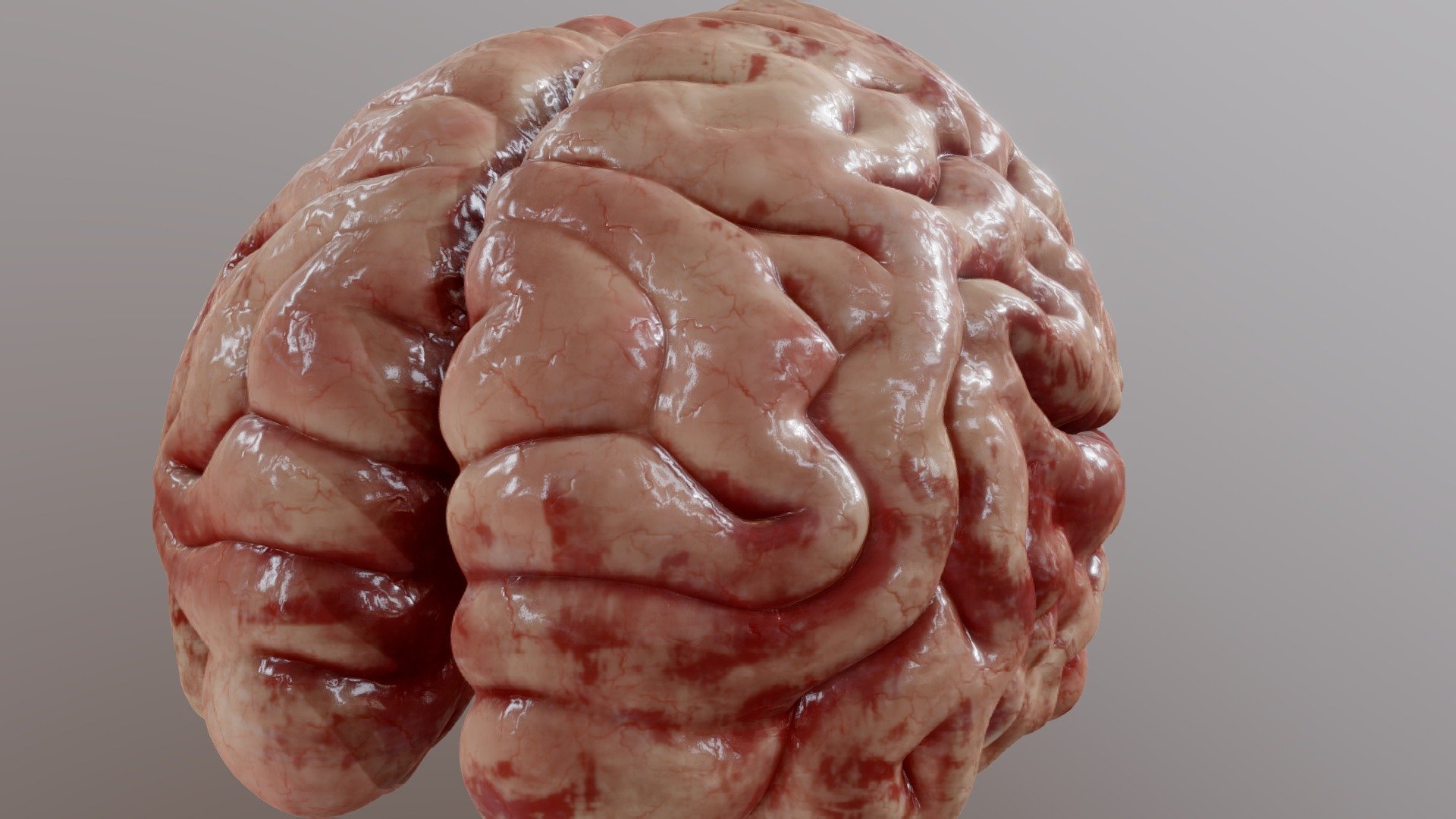 Brain 3d model