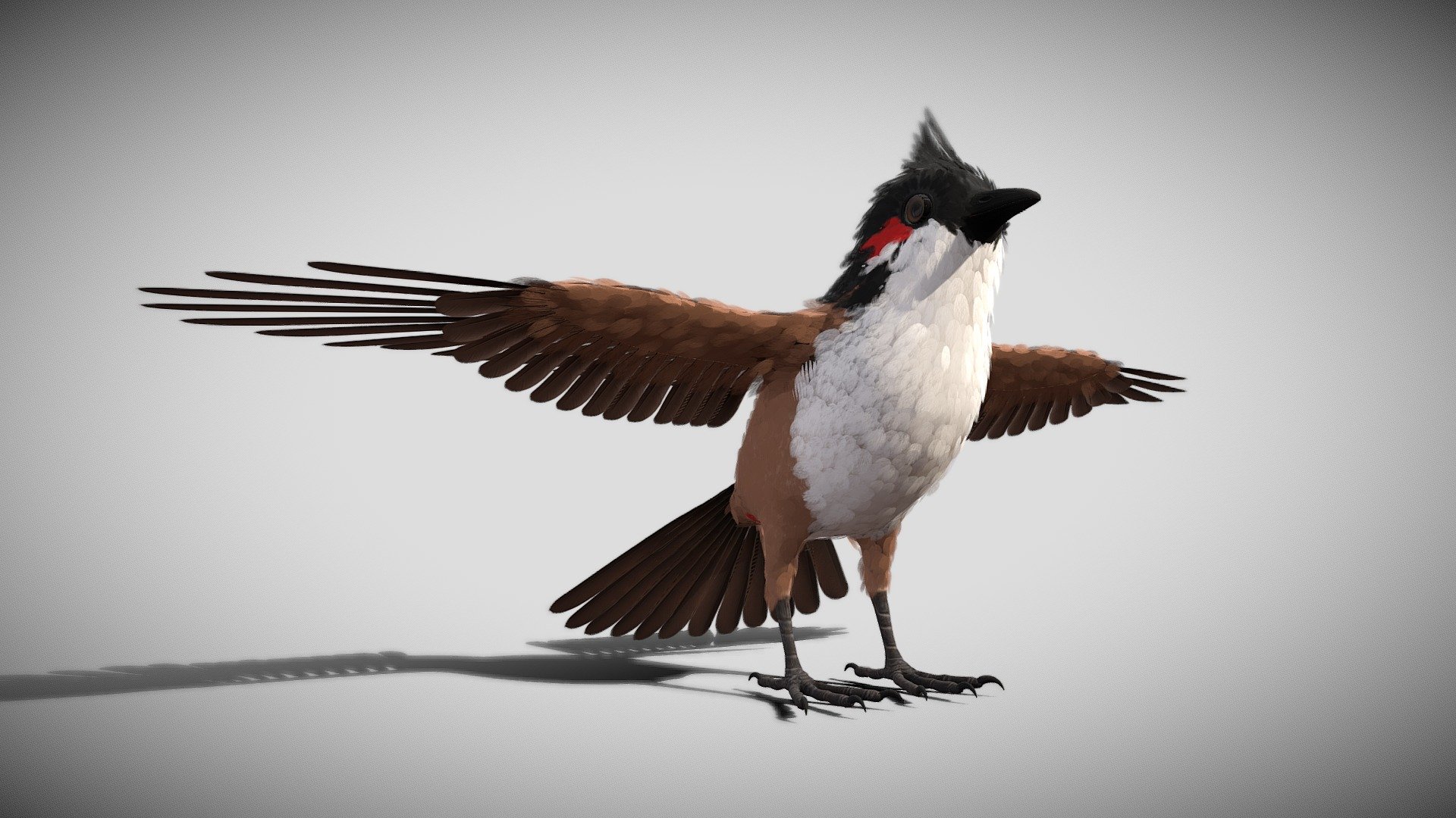 Bird bird sparrows binding model 3D model 3d model