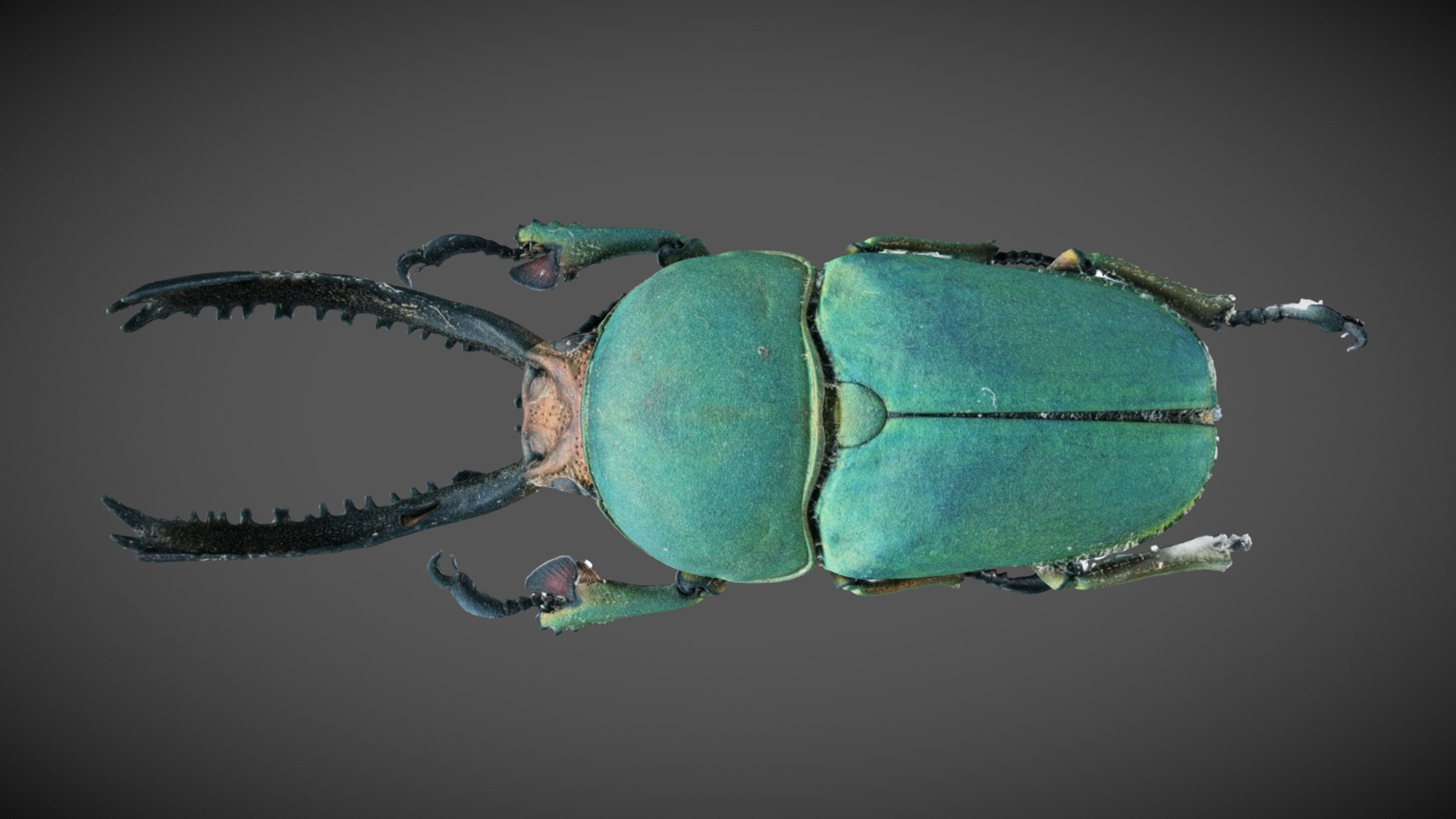 Lamprima Adolphinae 3d model