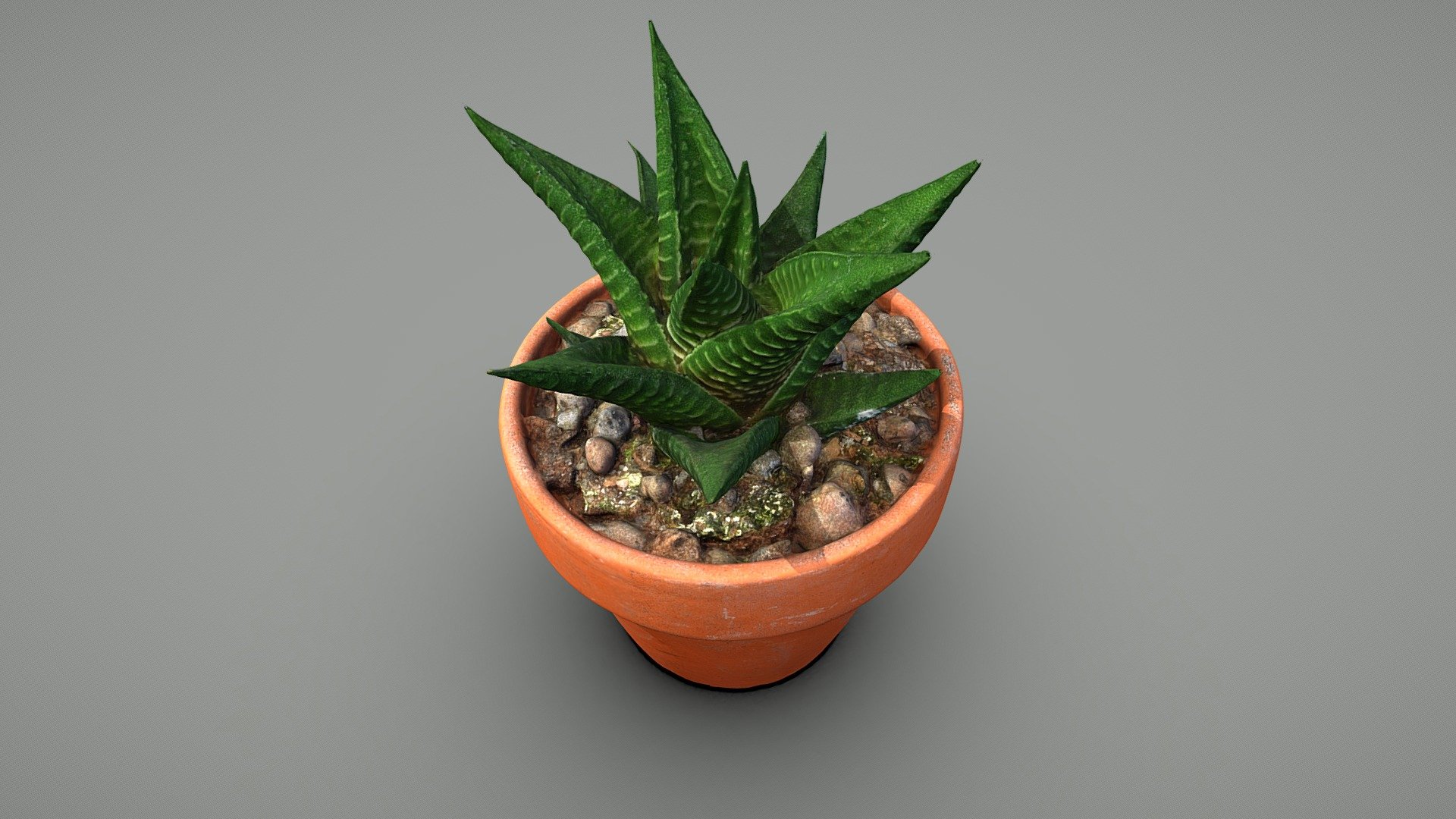 Fairy washboard plant 3d model