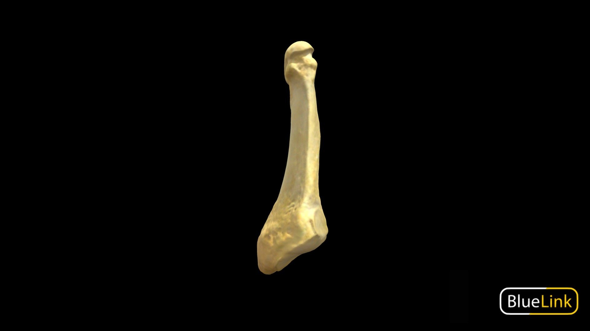 Metatarsal 5 3d model