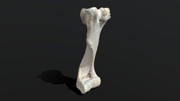 Cow Bone .::RAWscan::.