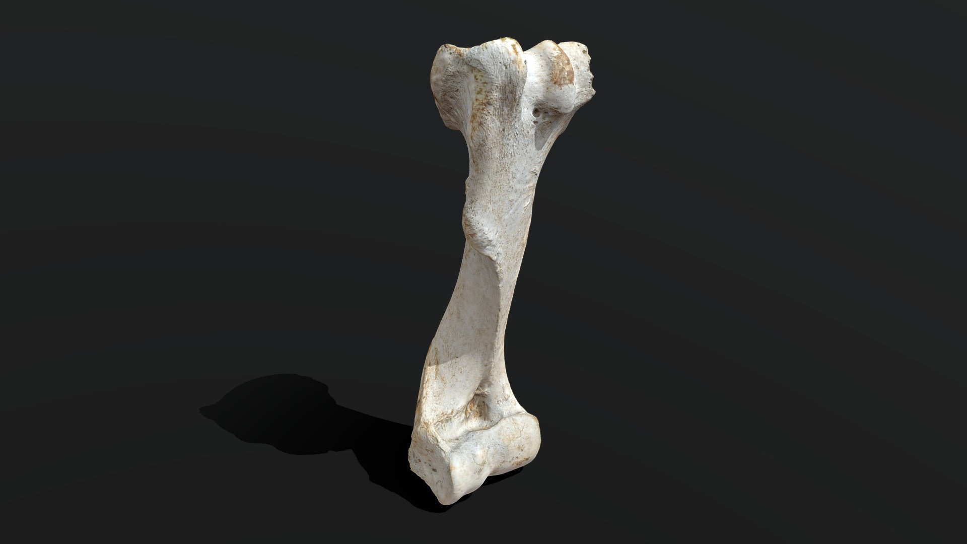 Cow Bone .::RAWscan::. 3d model