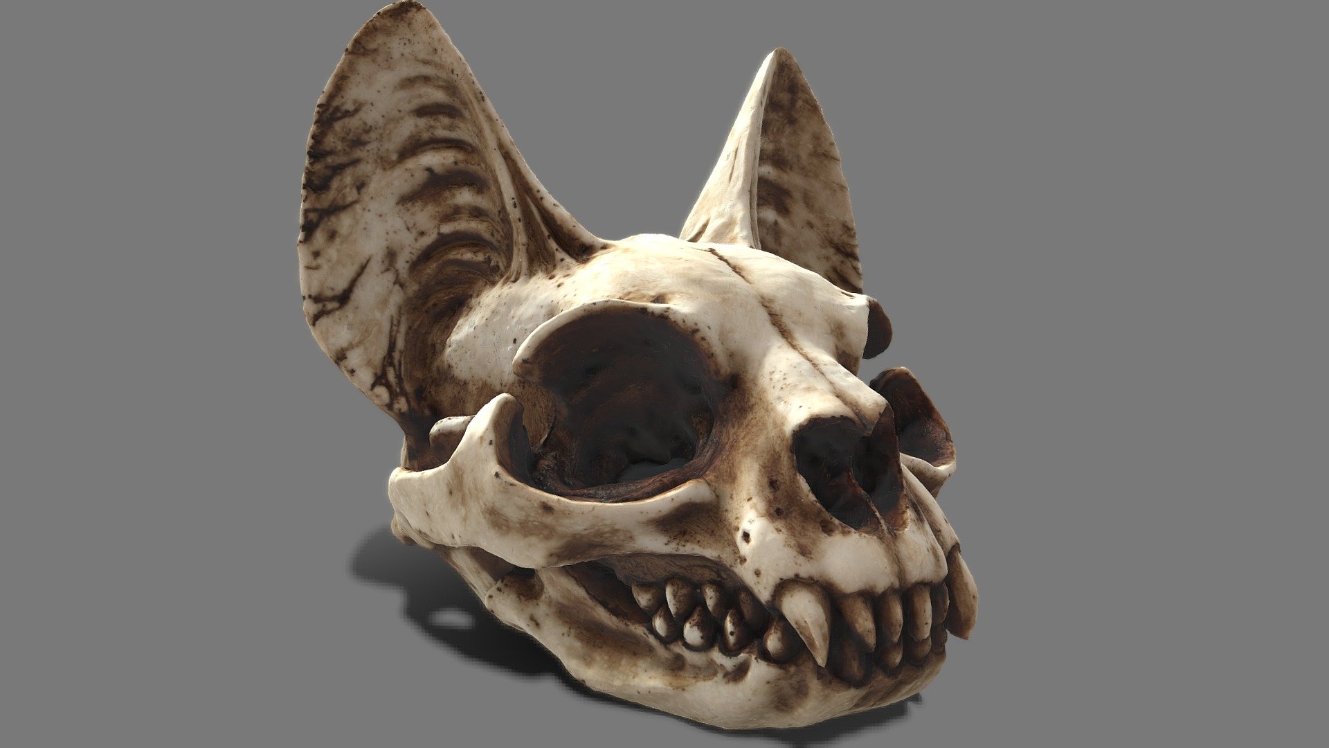 Cats Skull 3d model