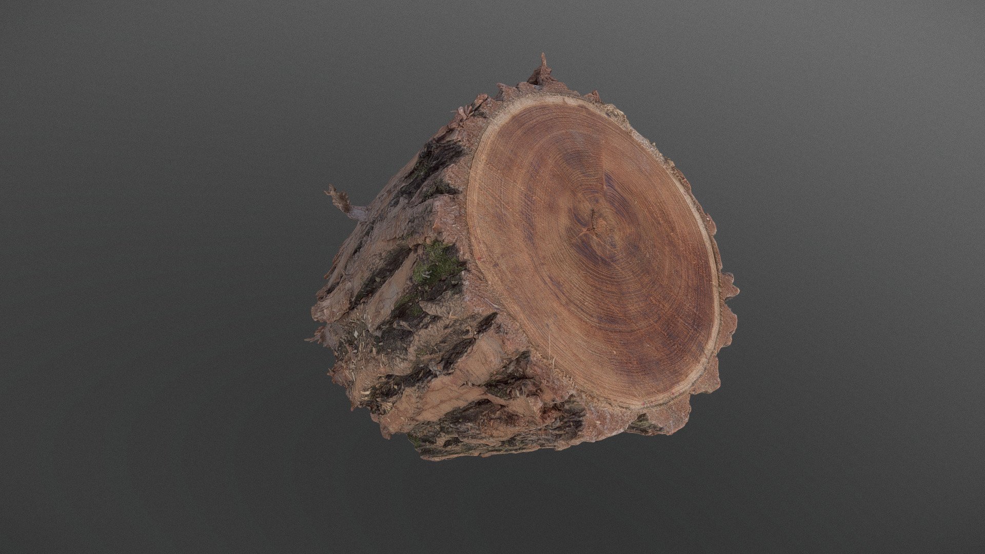 Thick bark Willow log 3d model