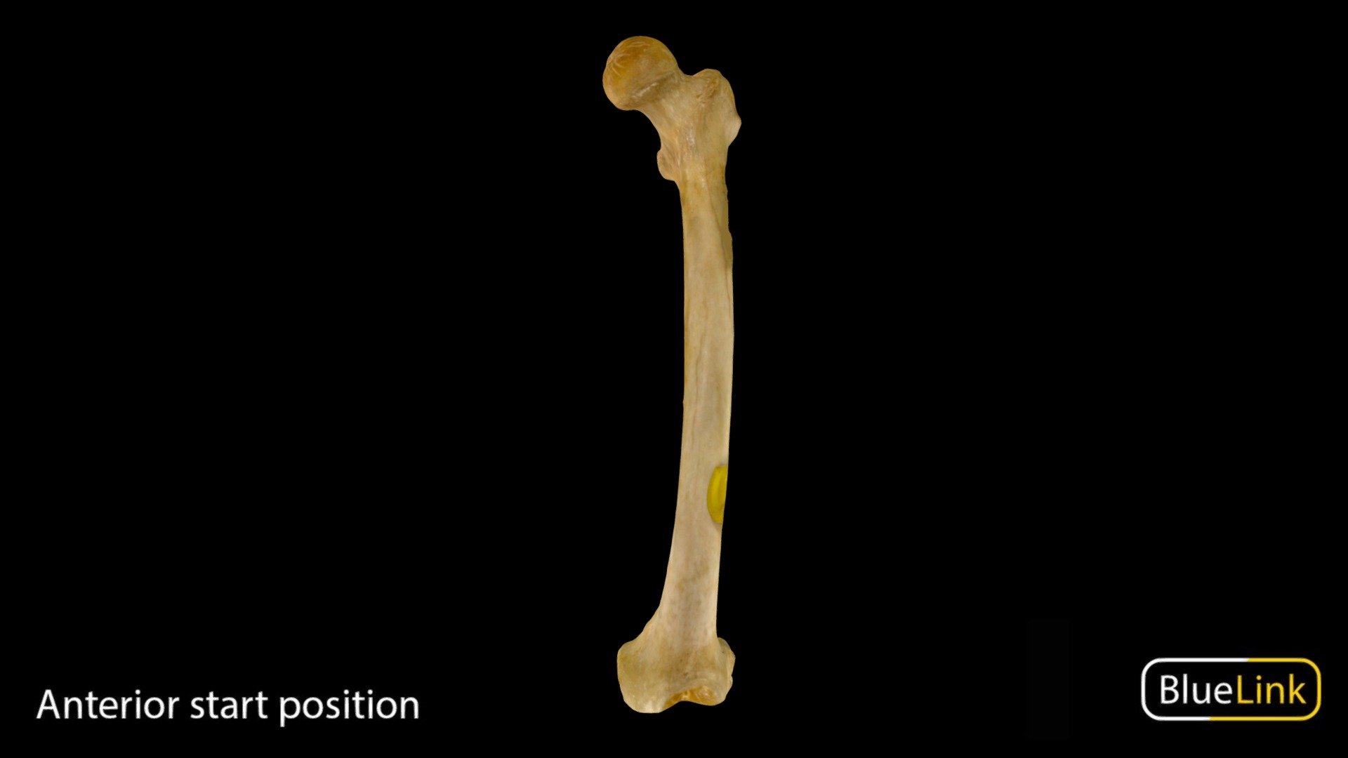 Femur 3d model