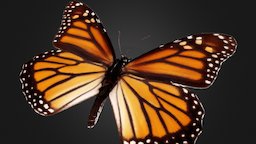 Monarch butterfly