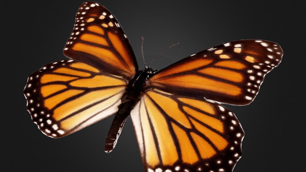 Monarch butterfly 3d model