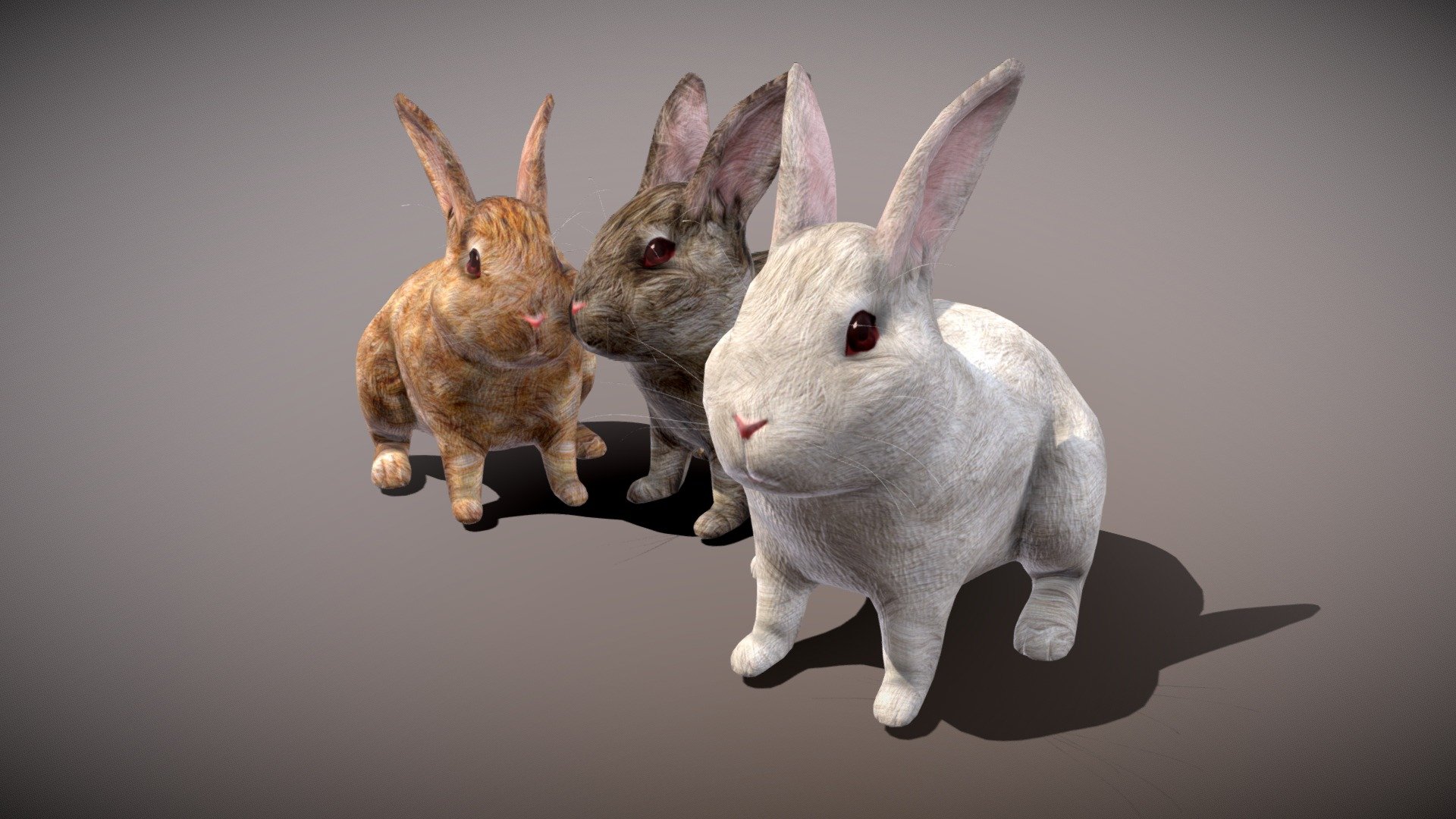 Rabbit lovely rabbit three only 3d model