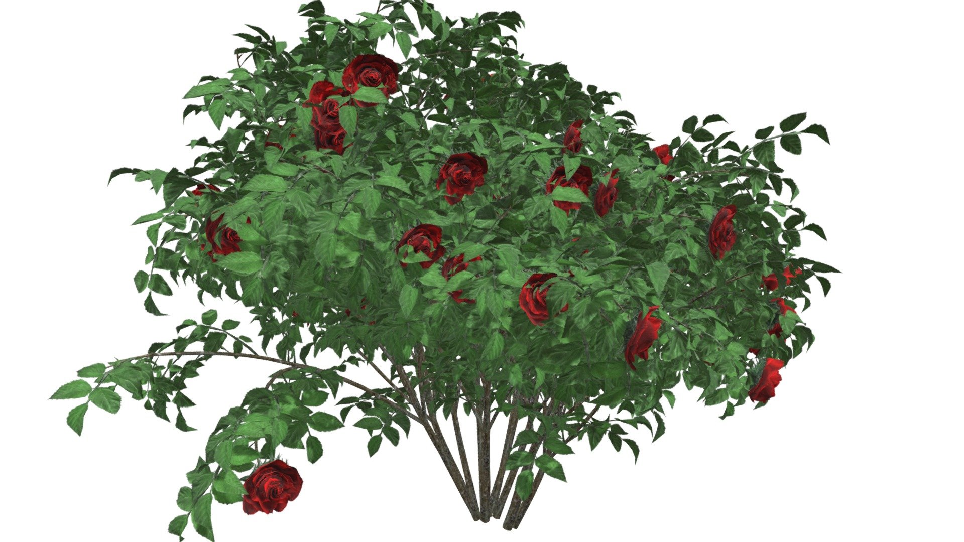 Red Rose Bush #04 3d model