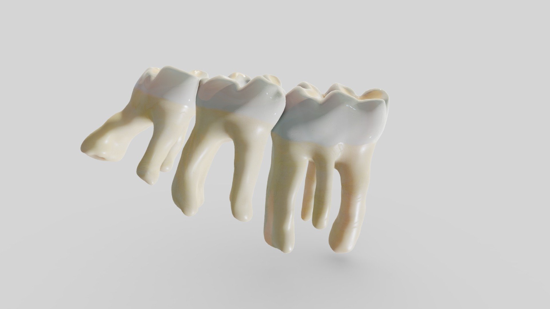 Molars right jaw Rattus norvegicus 3d model