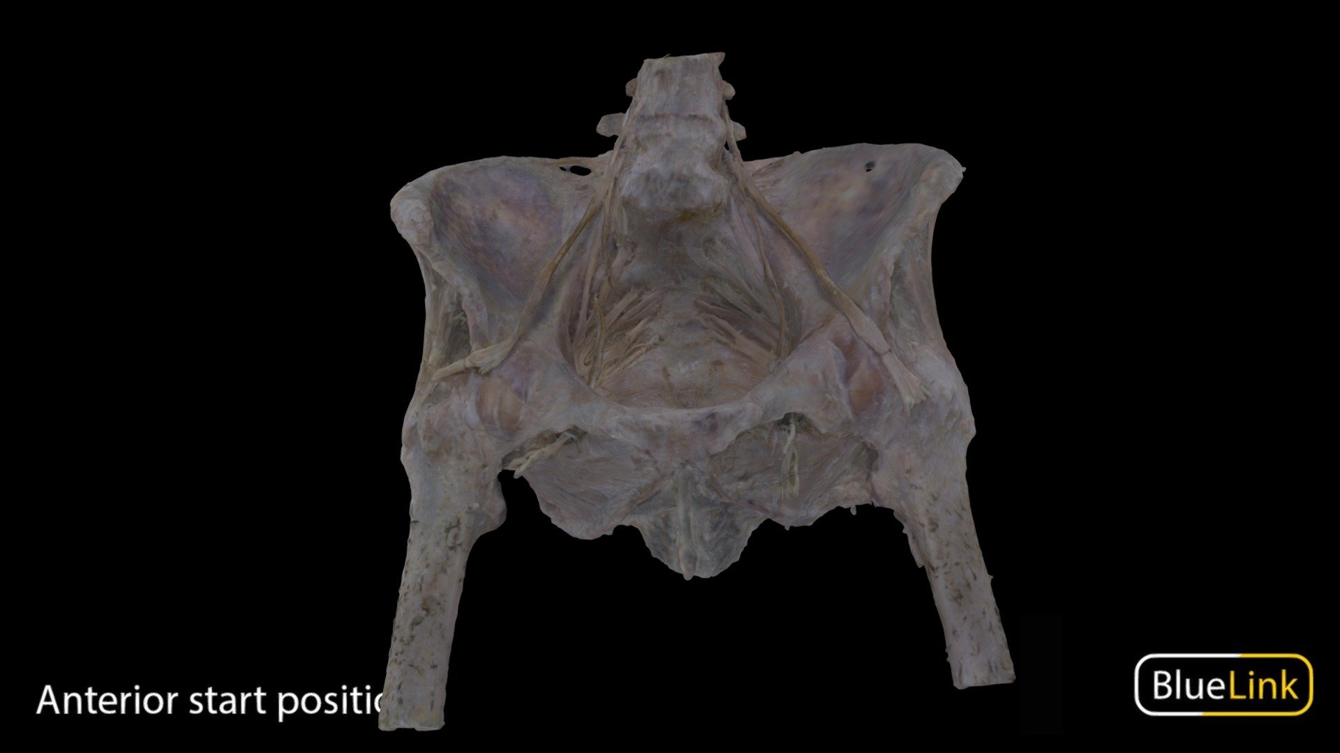 Female Pelvis 3d model