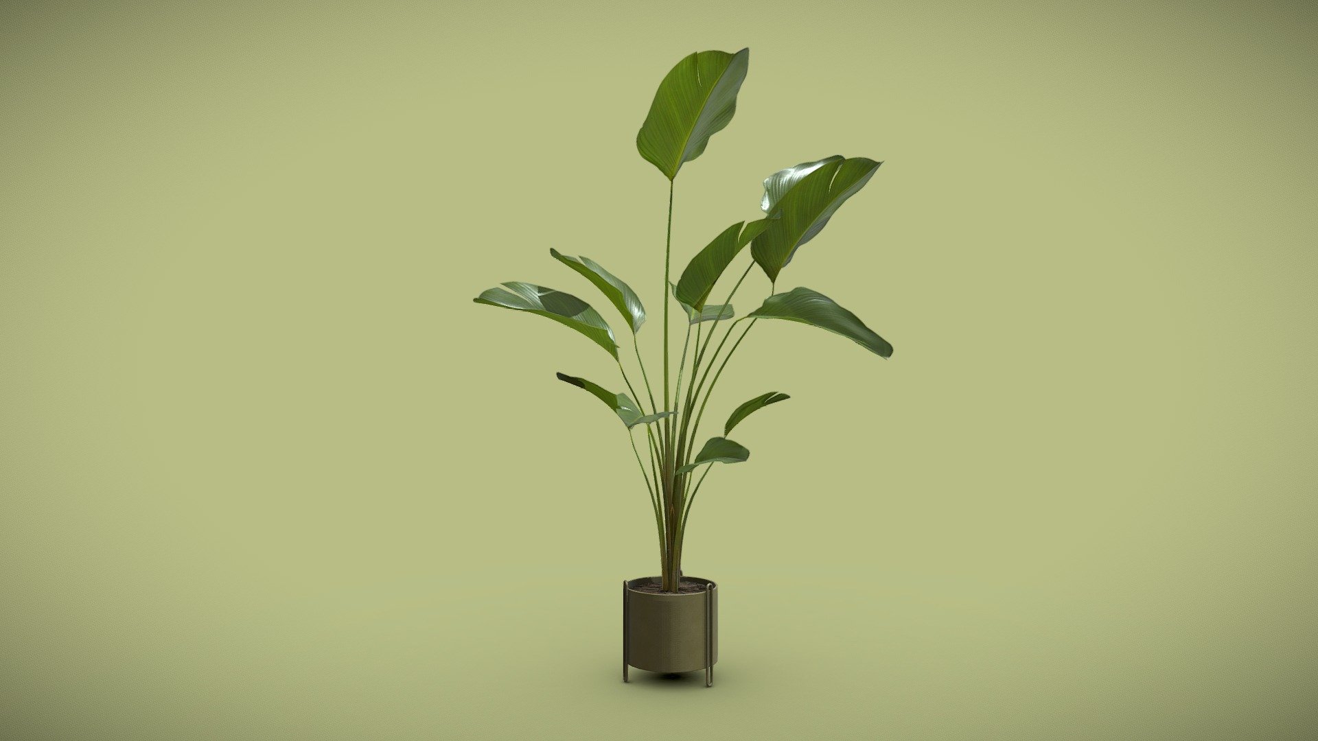 Potted Calathea Lutea 3d model