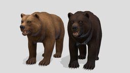 Bear colors