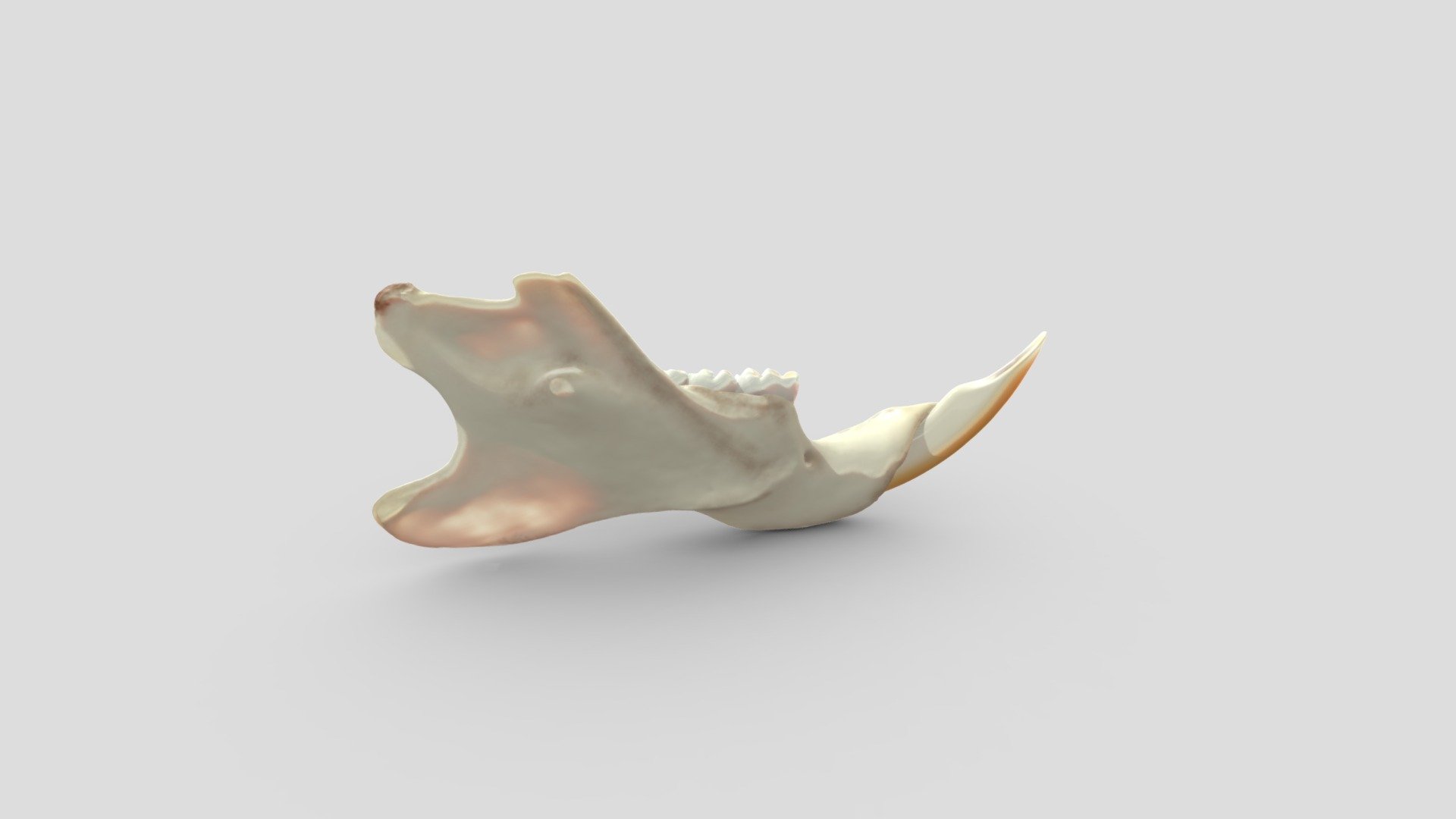 Rattus norvegicus right jaw 3d model