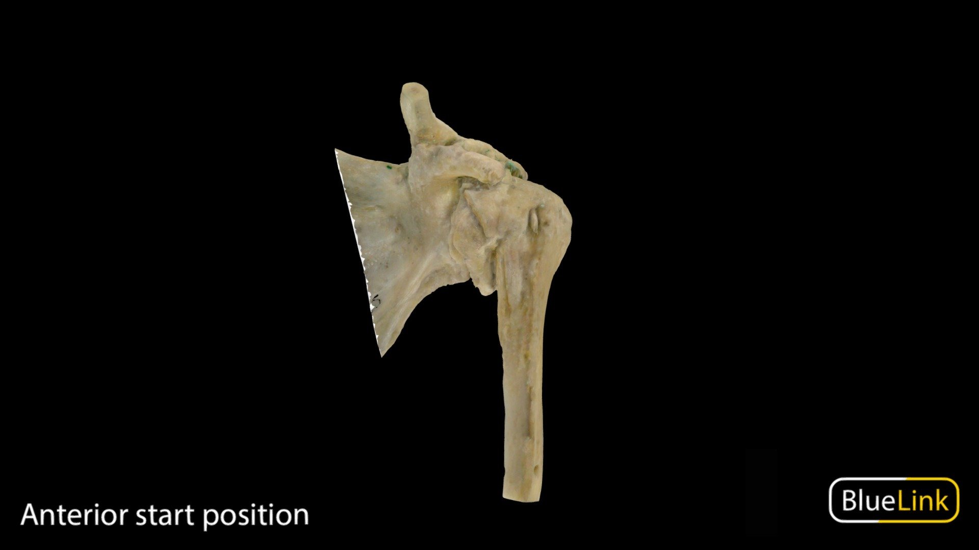 Glenohumeral Joint 3d model