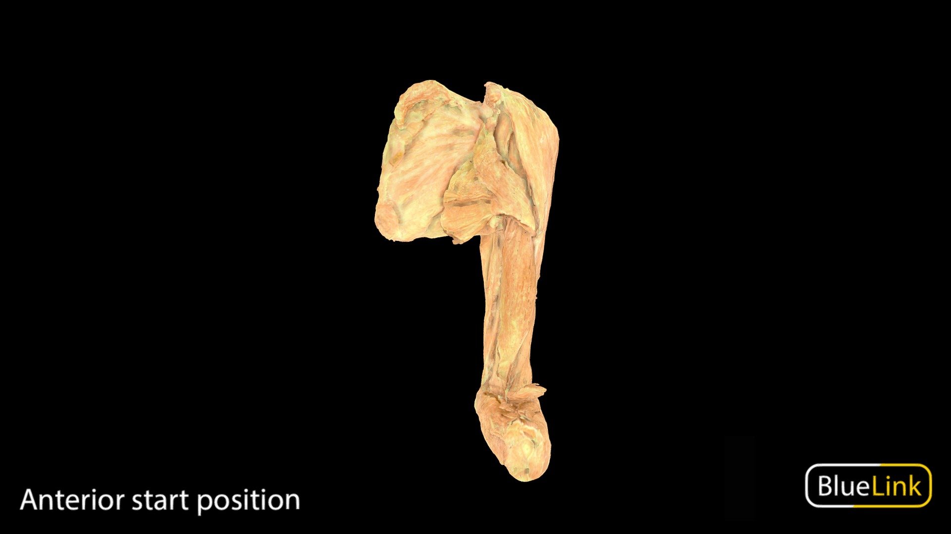 Upper Limb 3d model