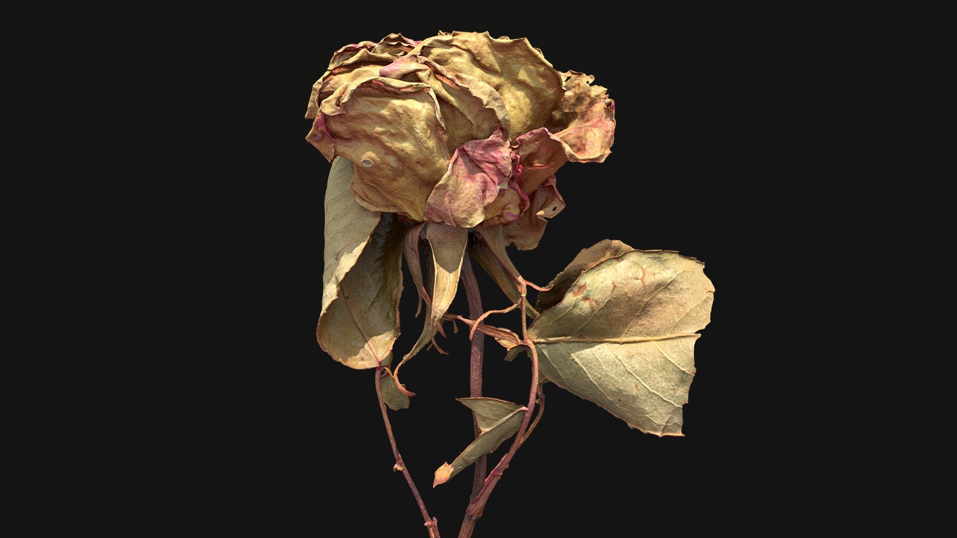 Dried Rose 02 .::RAWscan::. 3d model