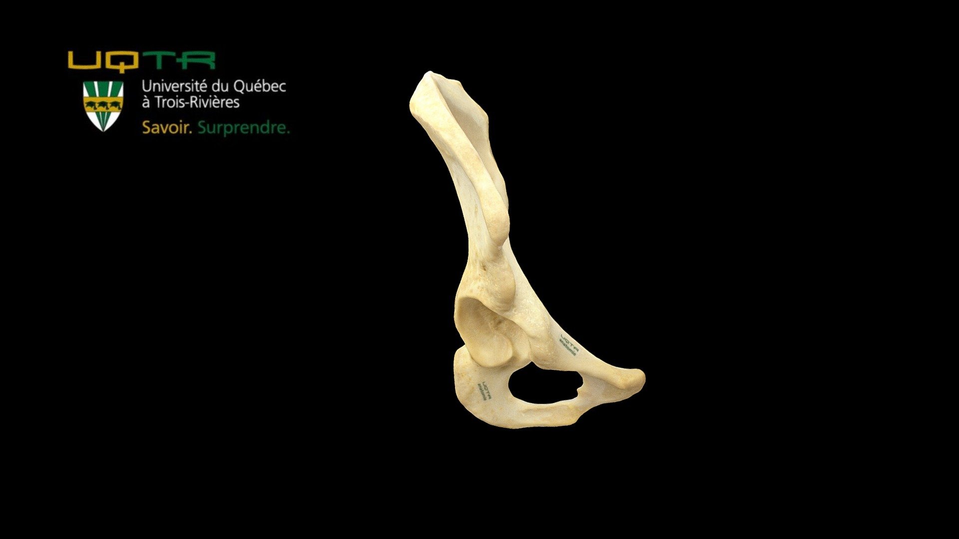 Os Coxal Droit / Right Coxal bone 3d model