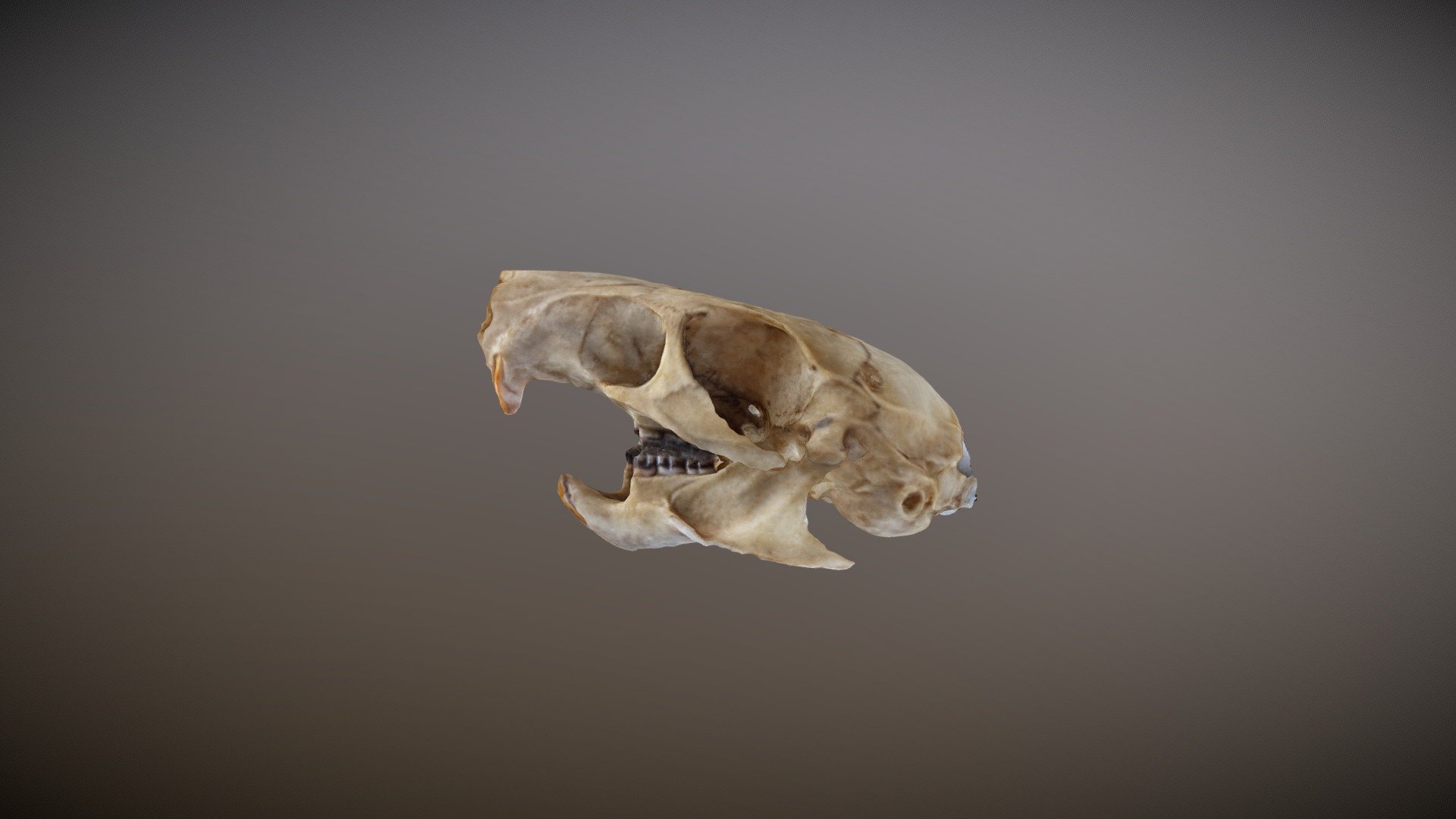 Rat Skull 3d model