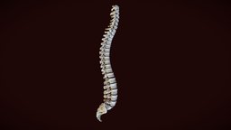 Spine