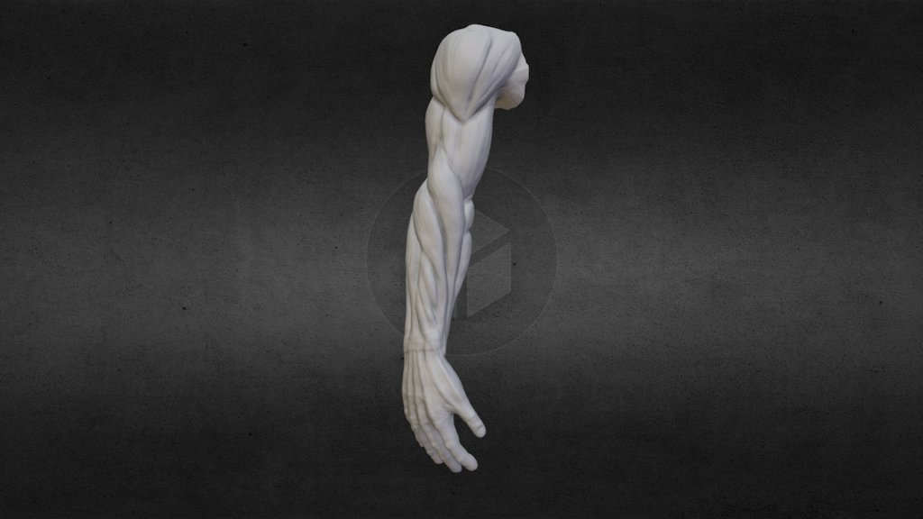 Arm Anatomy 3d model