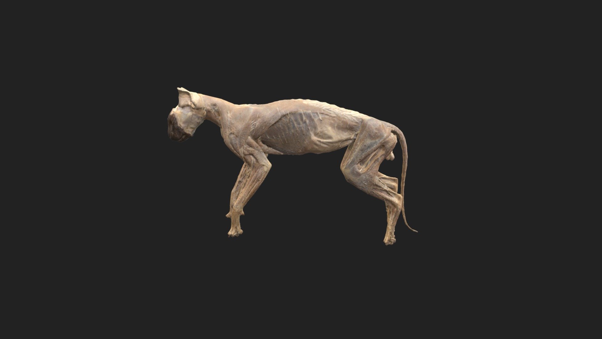 standing cat 3d model