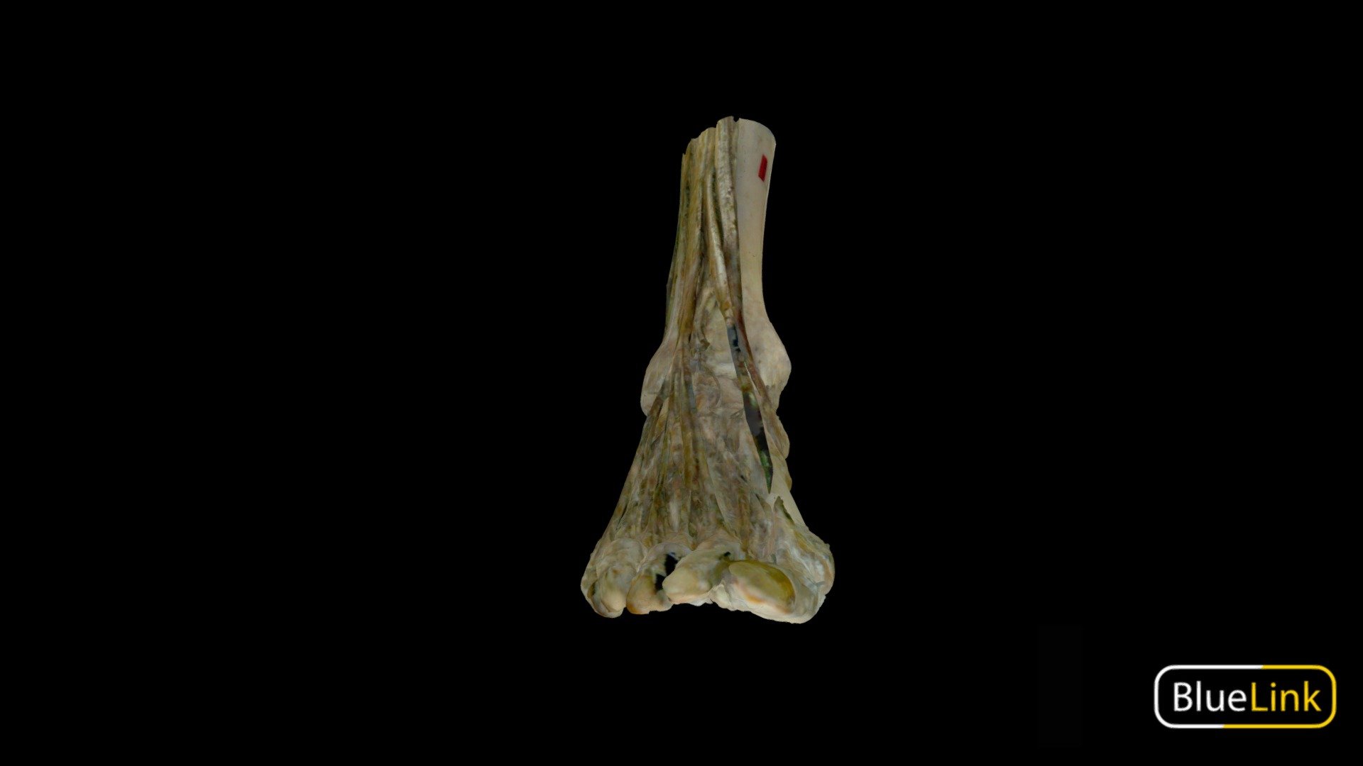 Right Foot Muscles 3d model