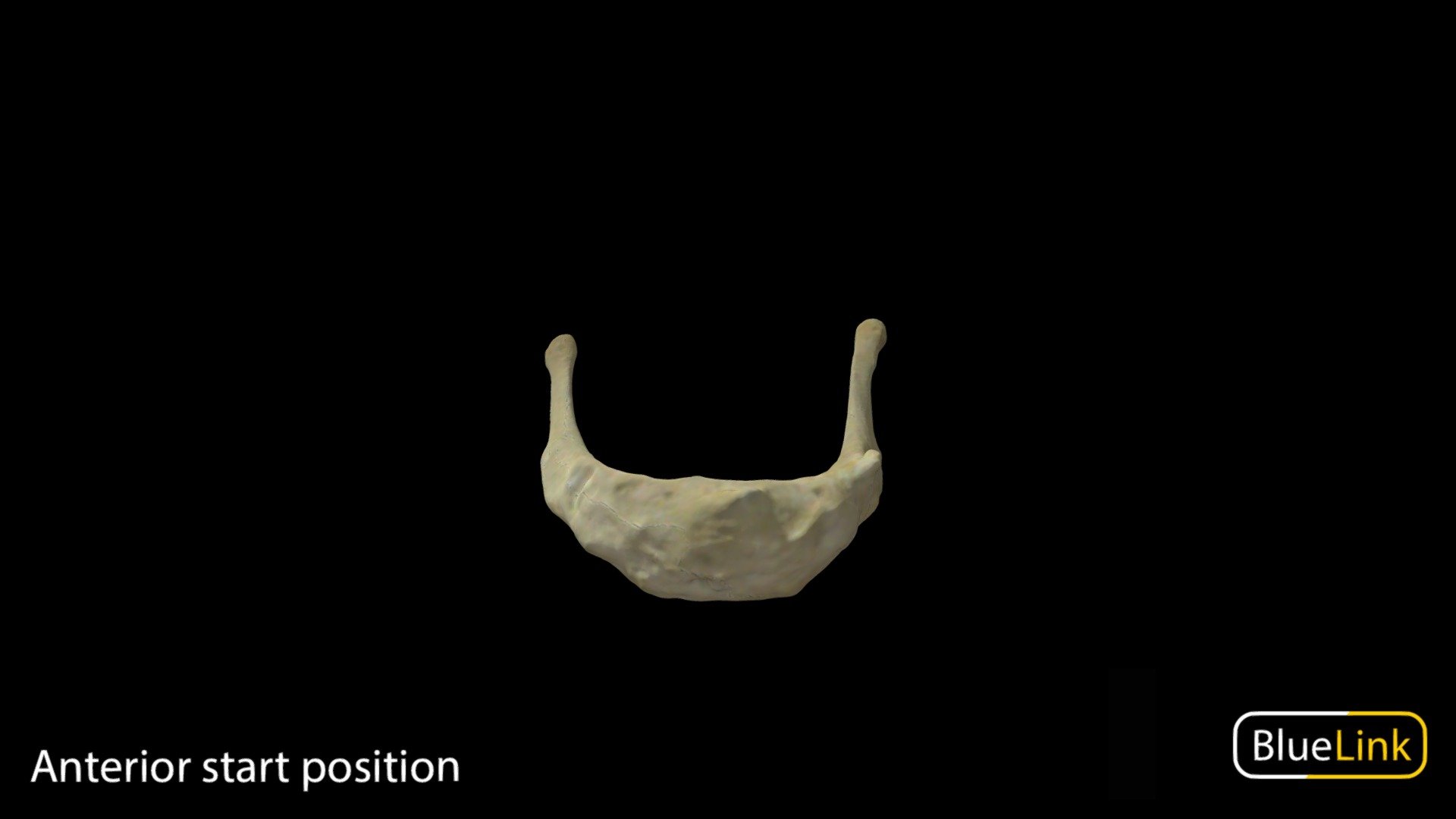 Hyoid 3d model