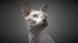 Sphynx Cat