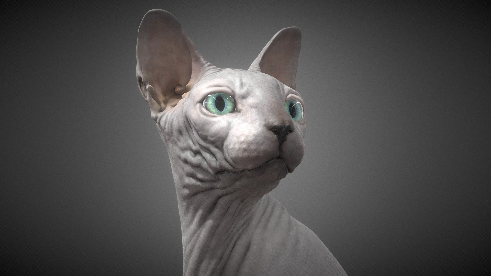 Sphynx Cat 3d model