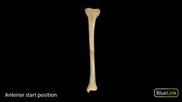 Tibia