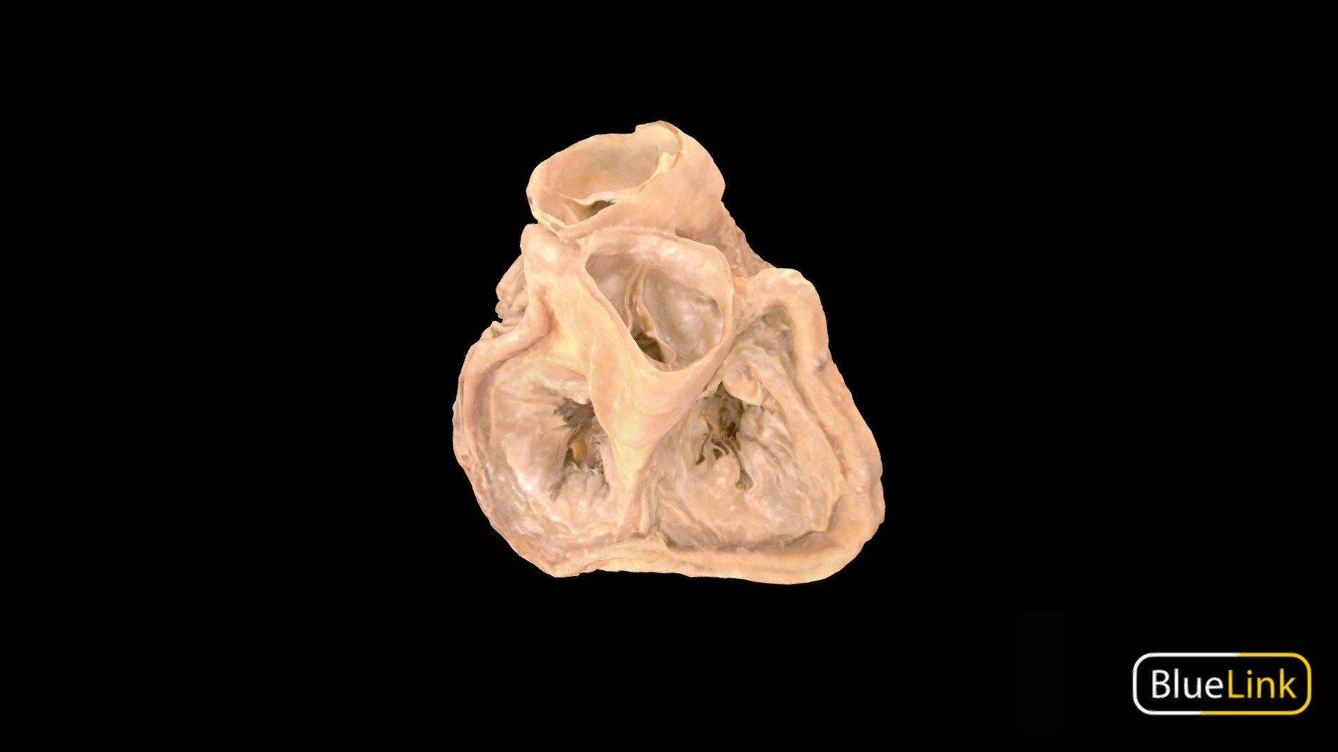 Heart Valves 3d model