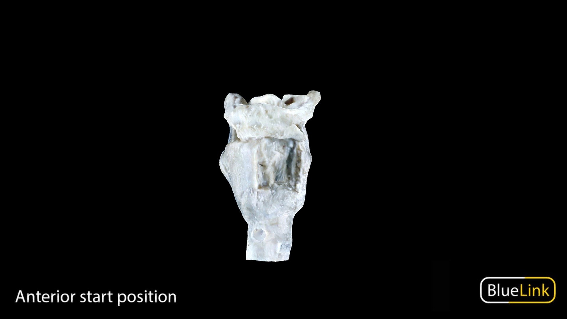 Larynx 3d model