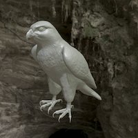 3d Model Falcon Bird