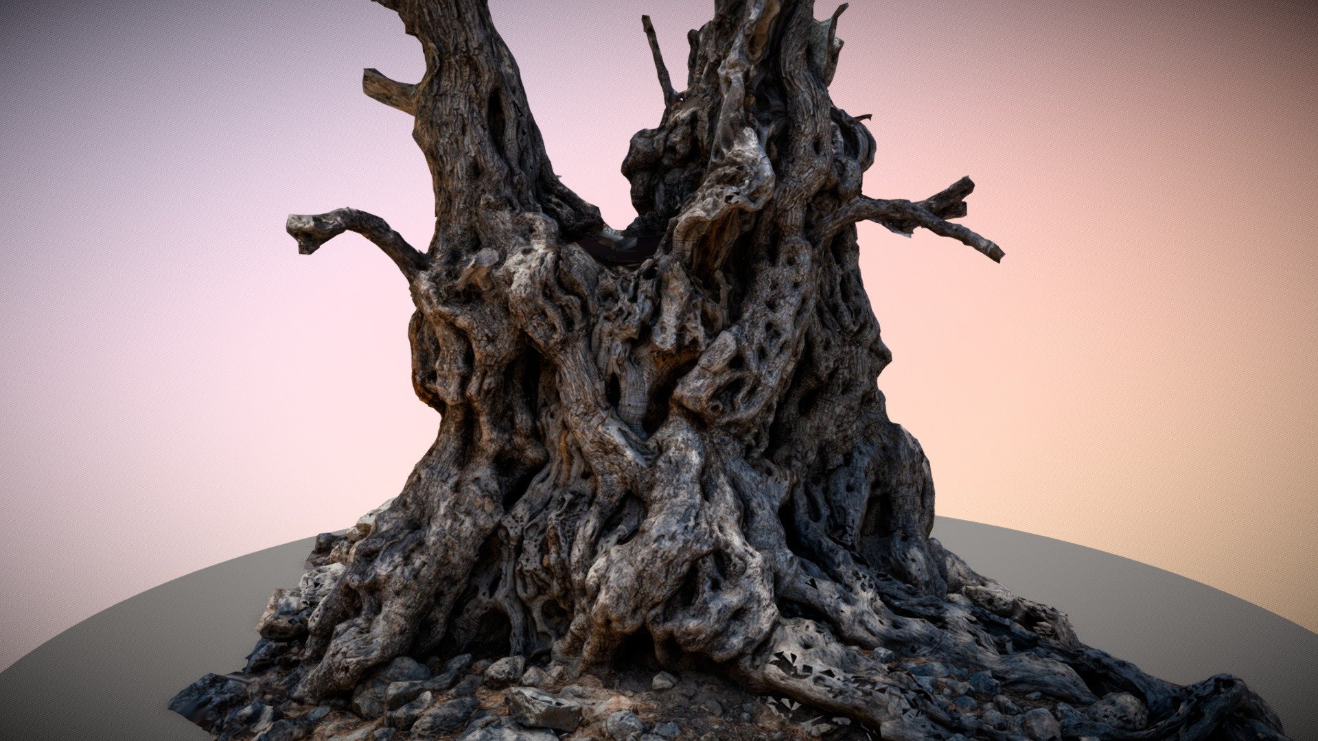 Lissos Ancient Olive Tree 3d model