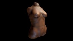 Female torso study