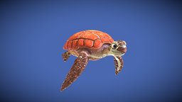 Sea Turtle