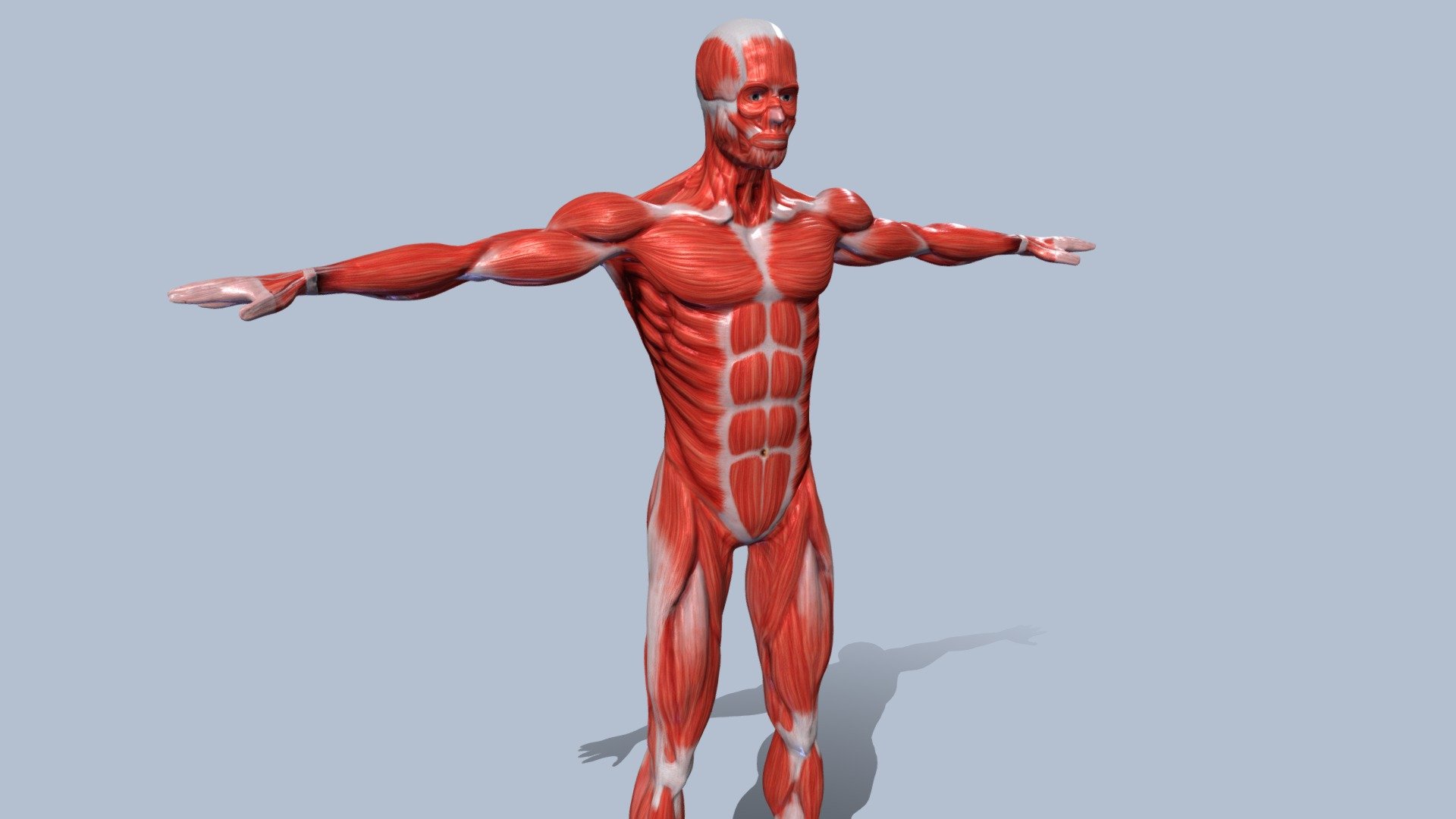 Male Muscles 3d model