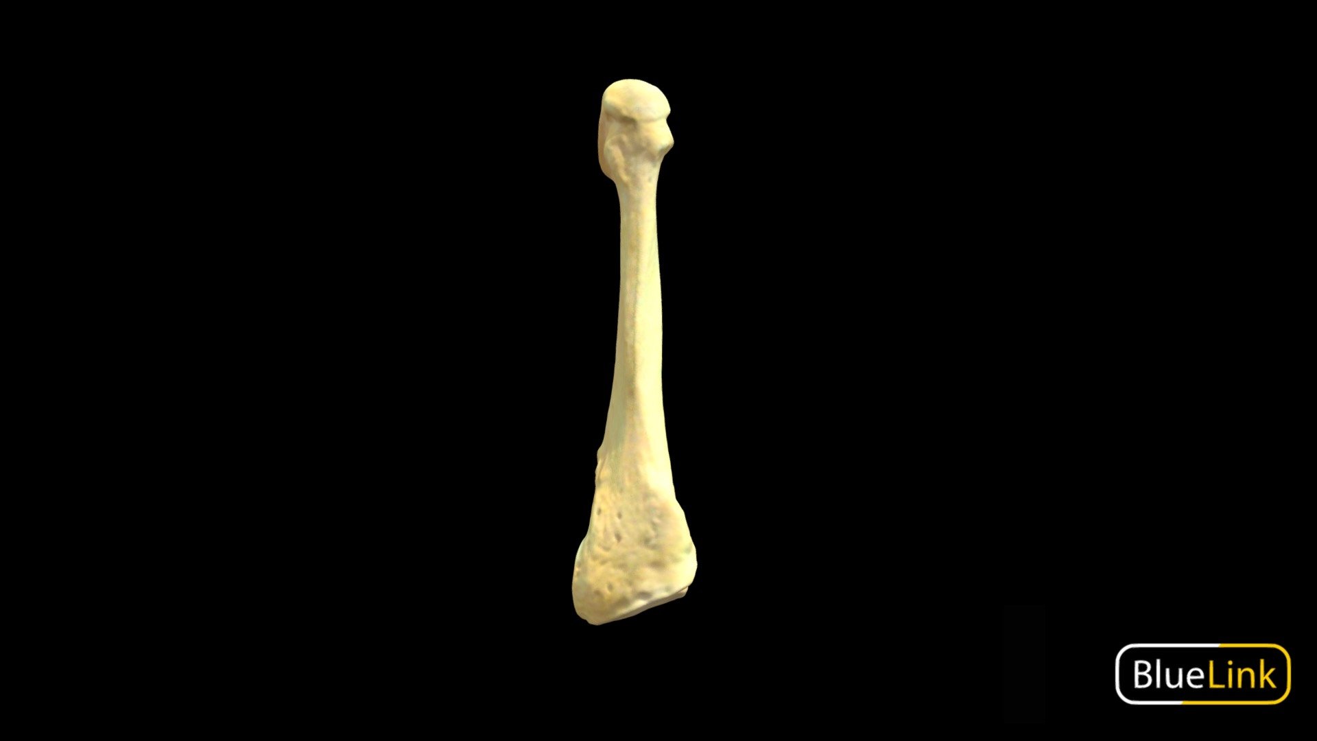 Metatarsal 3 3d model