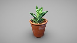 Tiger aloe plant