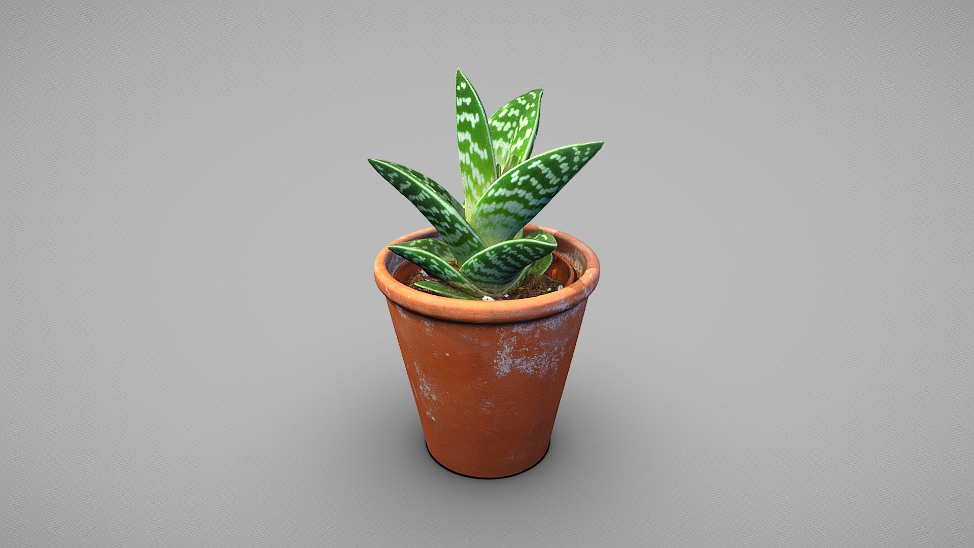 Tiger aloe plant 3d model