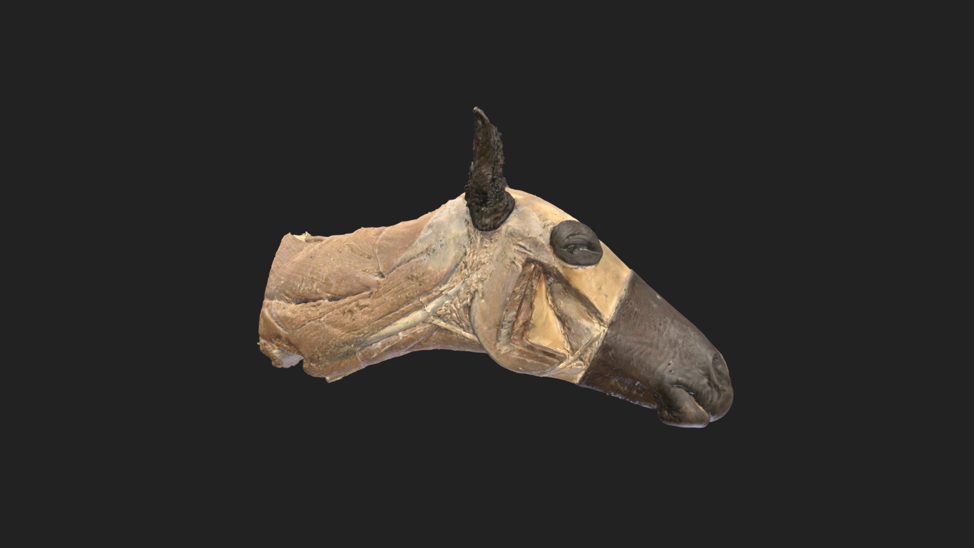 head of horse with masticatory muscels 3d model