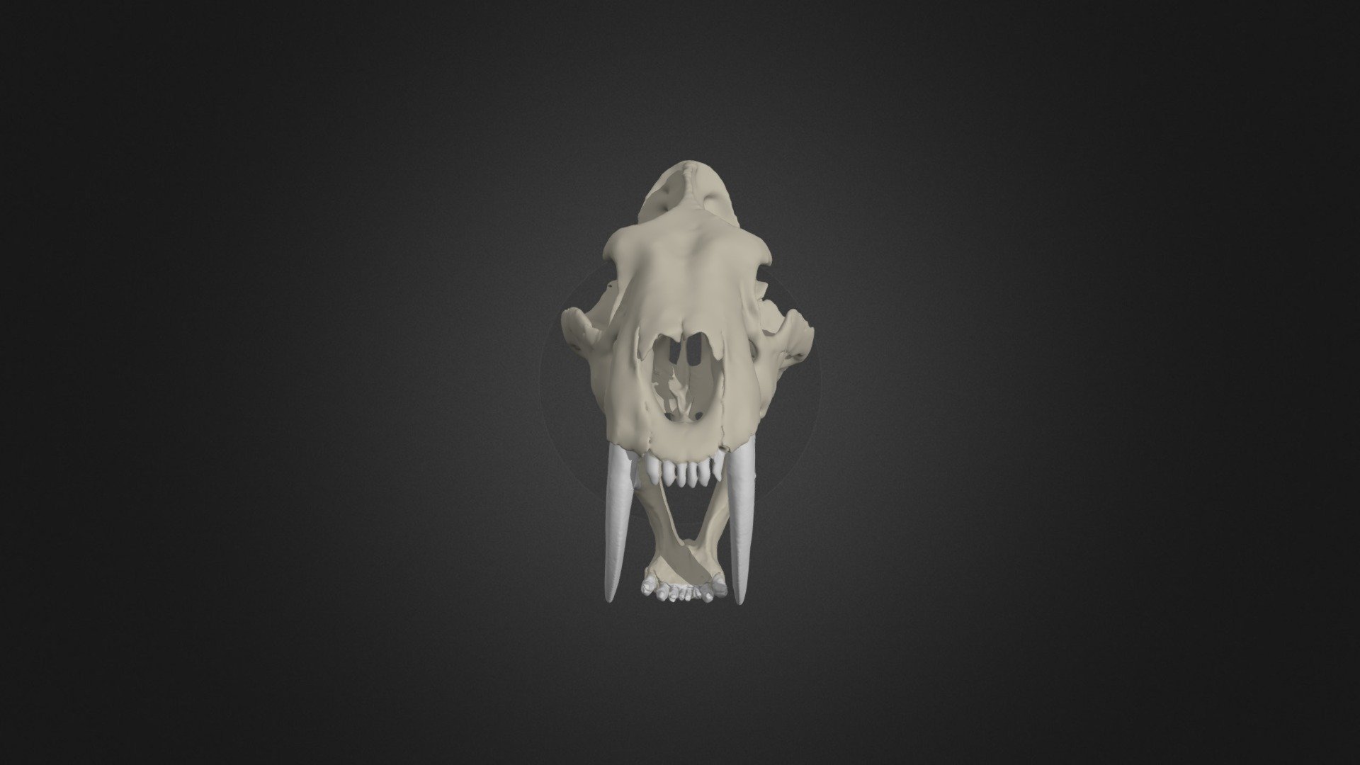 Smilodon fatalis 3d model