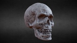 3D PRINTABLE SKULL FOR 7 INCH FIGURES 20mm