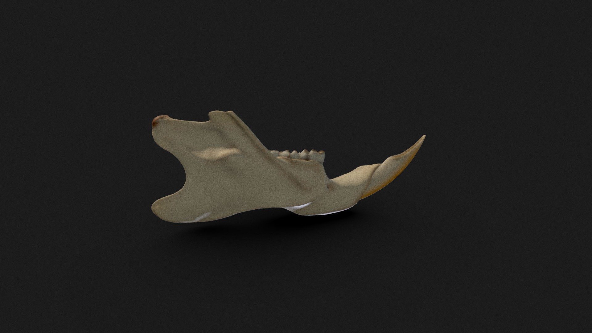 Rat jaw 3d model