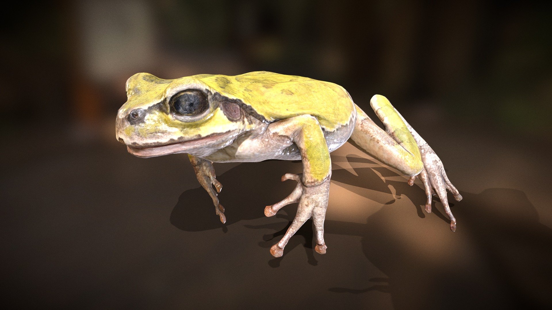 Frog Jap Rain001a 3d model