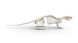 Rat Skeleton